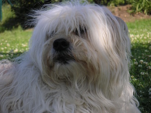 KONICA MINOLTA DIGITAL CAMERA