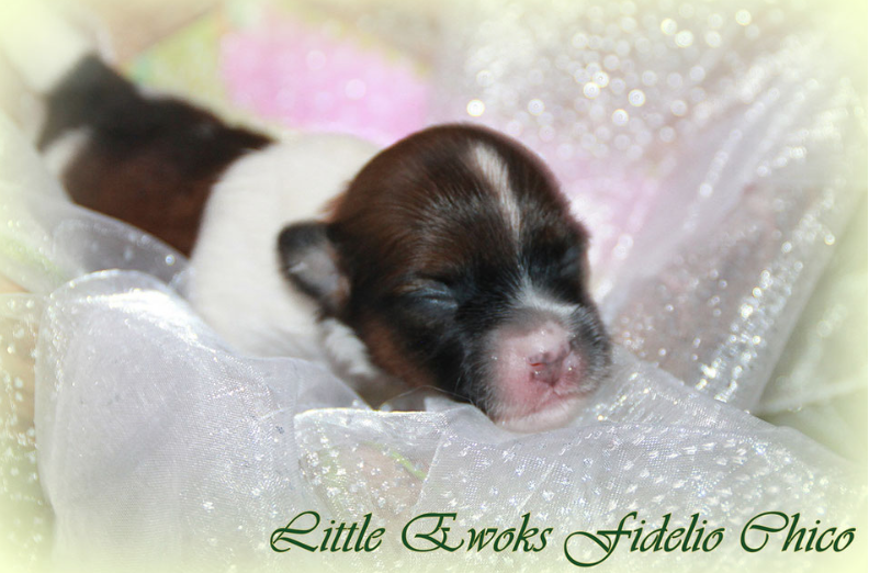 Chico 1 Woch aal Kopie