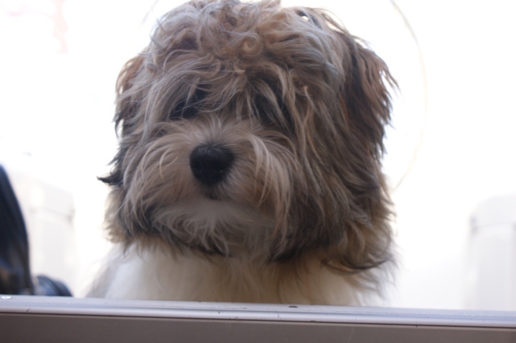 Chicoséit alles am Bleck